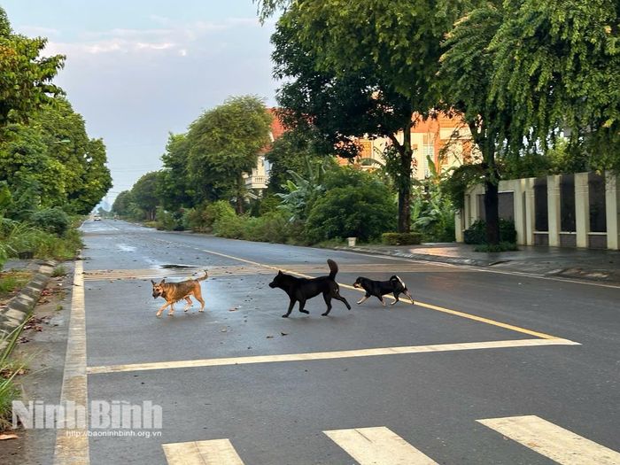 Chó thả rông không rọ mõm ở các điểm công cộng, gây bức xúc cho người dân.