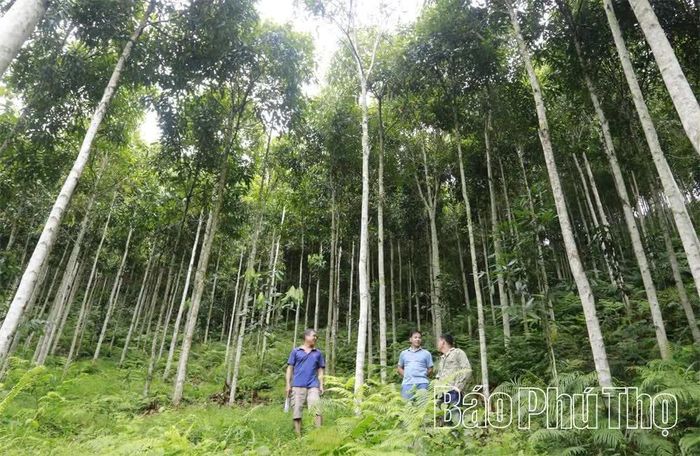 Cây quế đang giúp nhiều hộ dân thôn Lóng (xã Tân Sơn) thành tỷ phú trên đất quê.