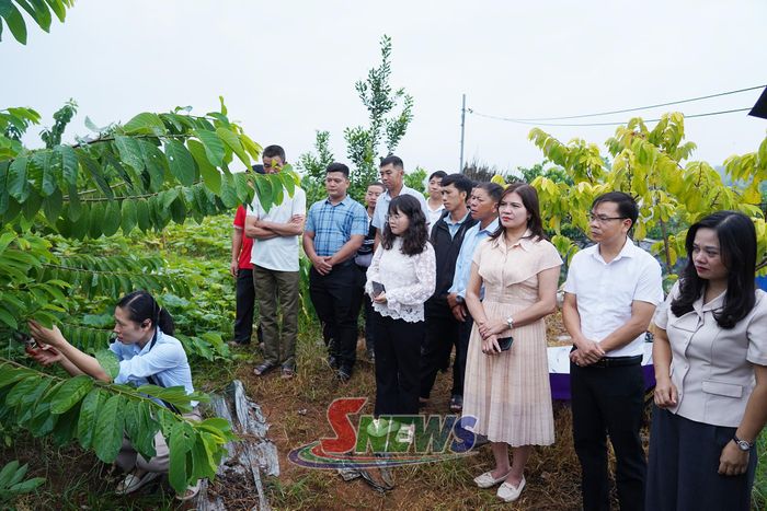 Các đại biểu và nông dân tham dự tọa đàm theo dõi hướng dẫn kỹ thuật thụ phấn cho cây na.