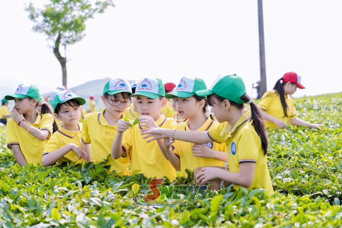 Học sinh trải nghiệm tại đồi chè Mocha Hill Mộc Châu, phường Vân Sơn.