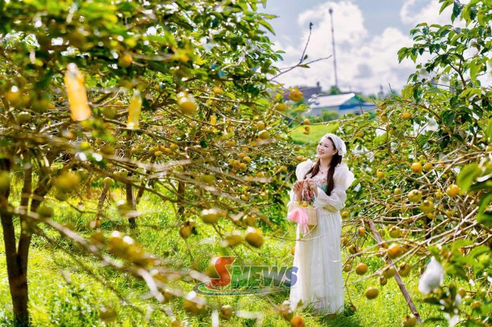 Vườn hồng sai trĩu quả tạo nên không gian nổi bật thu hút du khách.