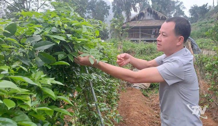 Anh Chu Quang Phúc kiểm tra sự phát triển của cây sâm nam.