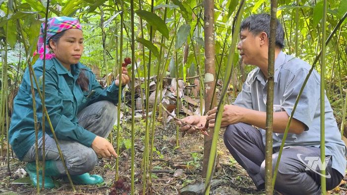 Chị Bàn Thị Thùy Dung chia sẻ về trồng sa nhân tím dưới tán rừng.