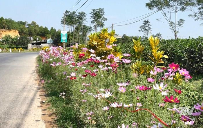 Tuyến đường hoa xóm Phấn Mễ, xã Phú Lương.