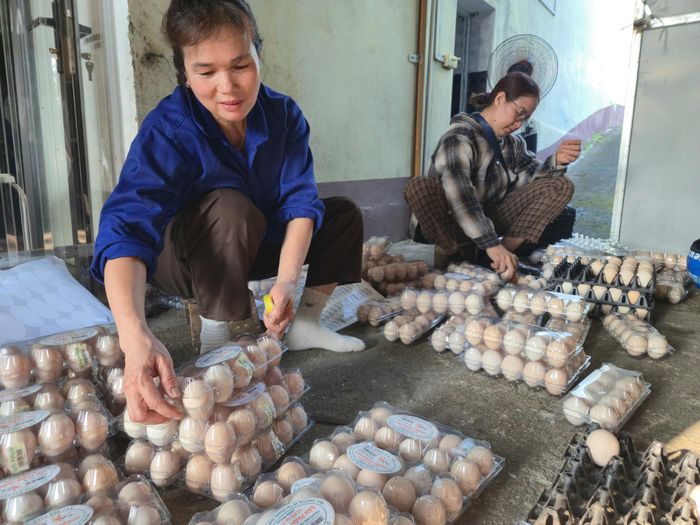 HTX gà đồi hữu cơ Tân Phú mở rộng sản xuất sau khi thành lập xã mới.