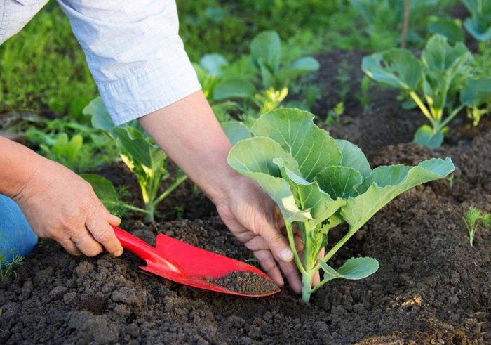 Phân bón hữu cơ sinh học có khả năng thúc đẩy hệ vi sinh vật đất phát triển, giúp sản phẩm nông nghiệp được an toàn hơn.