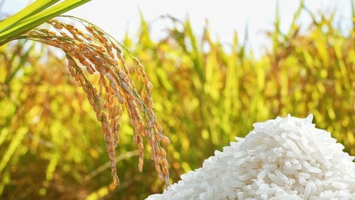 Giá lúa gạo hôm nay ít biến động. Ảnh minh họa