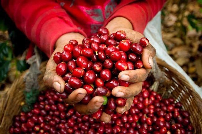 Giá cà phê ngày 10/9 bật tăng ở Tây Nguyên.