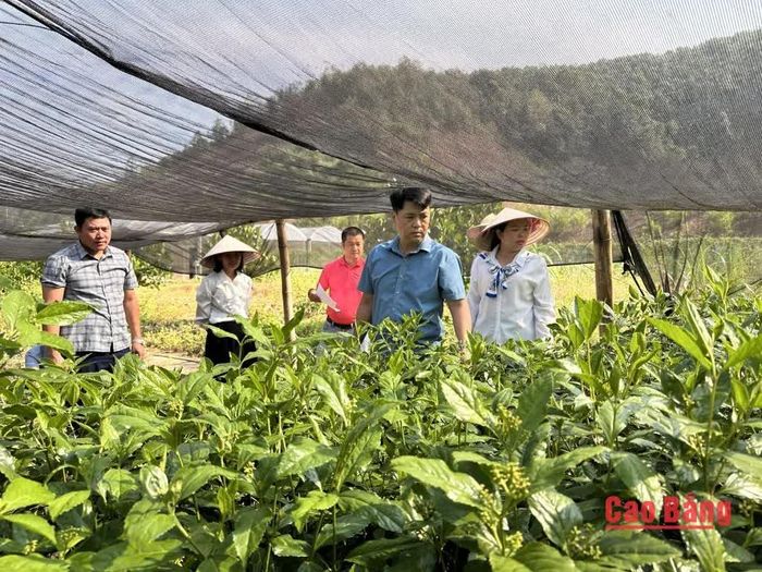 Đoàn kiểm tra mô hình trồng cây sói rừng tại khu nông nghiệp ứng dụng công nghệ cao phường Tân Giang.