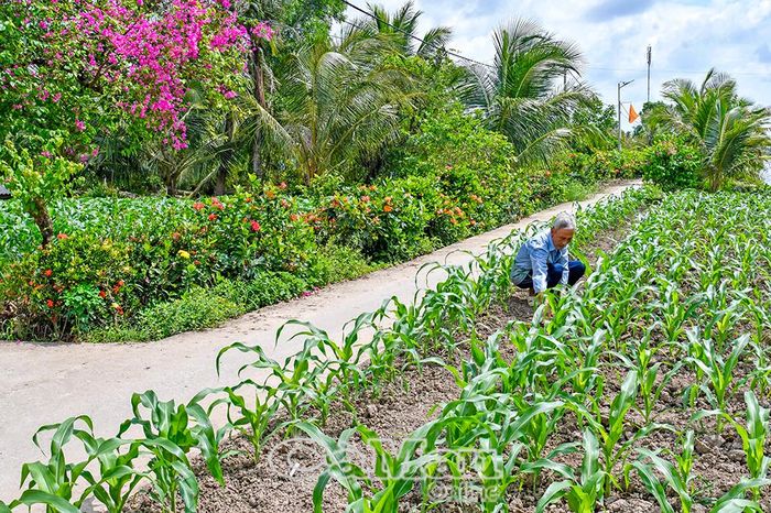 Người dân xã Tân Hưng chăm sóc rẫy màu, vừa tạo sinh kế, vừa góp phần xây dựng tuyến đường kiểu mẫu xanh - sạch - đẹp tại địa phương.