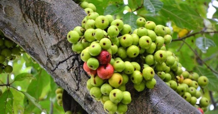 Cây Sung là hình ảnh khá quen thuộc trong nhiều gia đình Việt. Ảnh minh họa.