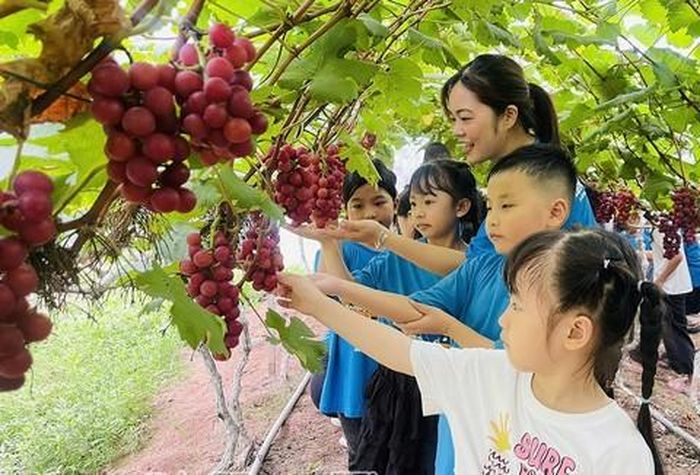 Các em học sinh thích thú khi được dạo chơi trong vườn trái cây