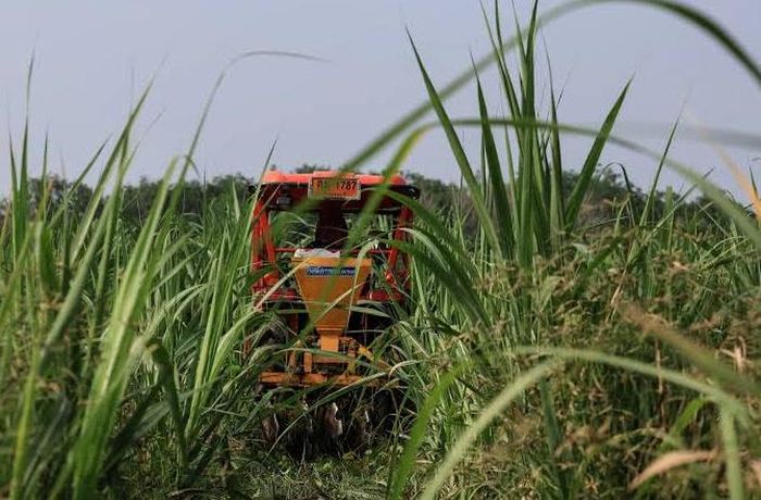 Chính sách hạn ngạch và thuế nhập khẩu được xem là công cụ quan trọng để Bắc Kinh bảo vệ ngành mía đường trong nước, vốn tập trung chủ yếu tại các khu vực trồng mía lớn như Khu tự trị dân tộc Choang Quảng Tây và tỉnh Vân Nam