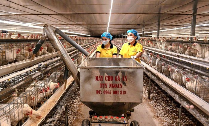 Phụ phẩm sau quá trình thu hoạch nấm được nghiền thành bột, kết hợp làm thức ăn dinh dưỡng cho đàn gà đẻ. Ảnh: Hồng Nguyễn