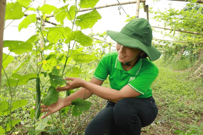 Nông sản canh tác hữu cơ đạt chất lượng cao, an toàn cho người tiêu dùng. Ảnh: PV