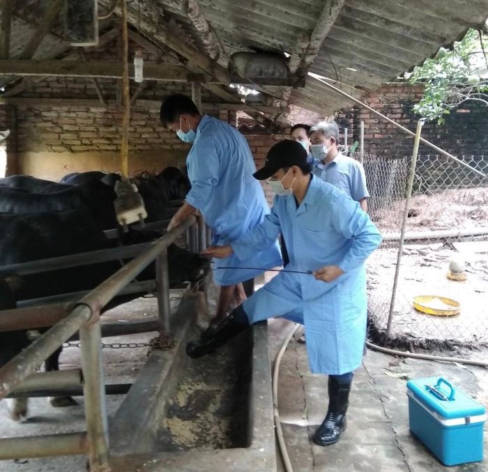 Lực lượng thú y tiêm phòng cho đàn gia súc phòng chống dịch bệnh. Ảnh: PV