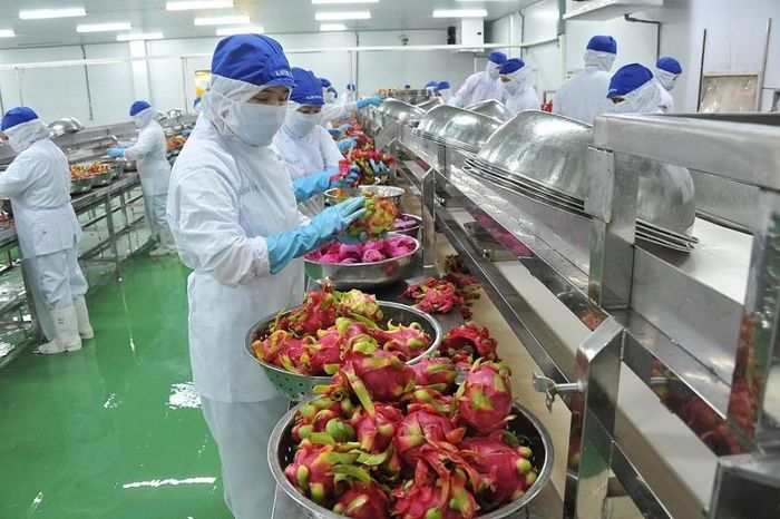 Bà Huỳnh Thị Ngọc Hạnh - Giám đốc Công ty TNHH Miss Cara, người đã đưa nhiều lô thanh long, bưởi sang thị trường Mỹ và các thị trường khó tính, chia sẻ bí quyết làm việc qua ứng dụng WhatsApp.
