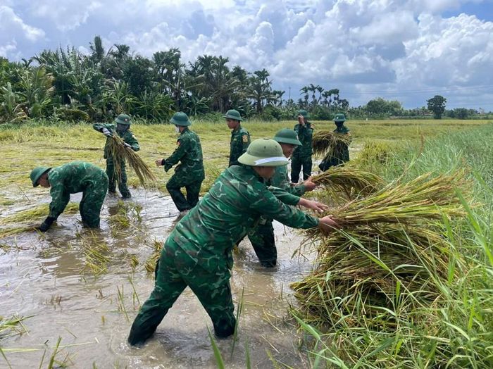 Từng bó lúa được gặt và nhanh chóng chuyển ra khỏi vùng ngập