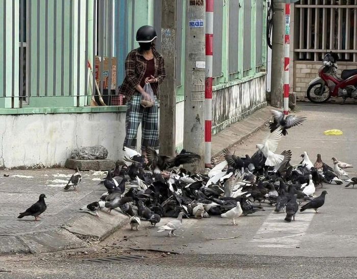 Người dân cho bồ câu ăn tự phát rất dễ gây ô nhiễm môi trường.