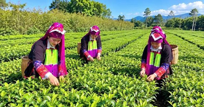 Những thiếu nữ Dao Thanh Y trong trang phục truyền thống giữa vùng chè xanh Quảng Đức, nơi sắc áo hòa cùng nhịp sống lao động của quê hương.