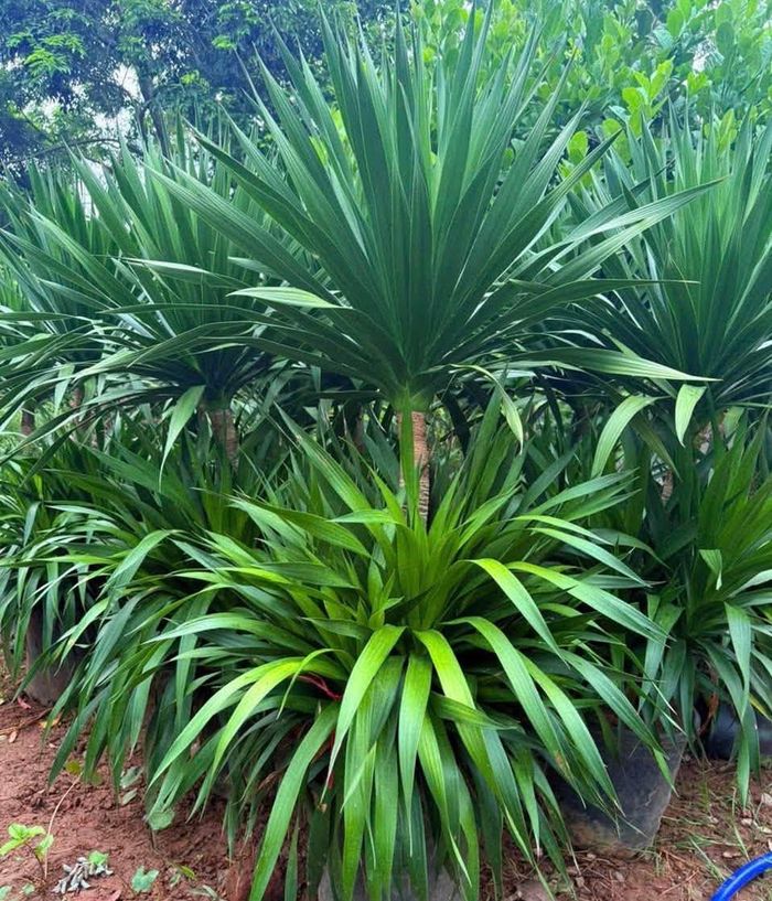 Cây huyết giác có nhiều công dụng. Ảnh: Nguyễn Ngân