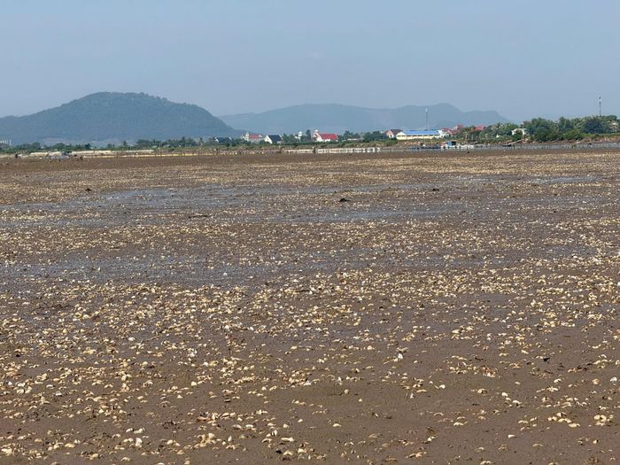Bãi ngao nuôi của người dân chết hàng loạt. Ảnh: CTV