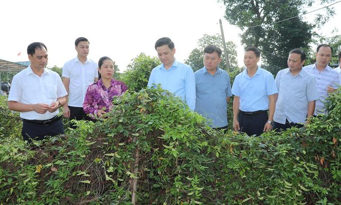  Đoàn giám sát khảo sát thực tế hoạt động tại Hợp tác xã Dịch vụ sản xuất Sâm nam Núi Dành (xã Phúc Hòa). 