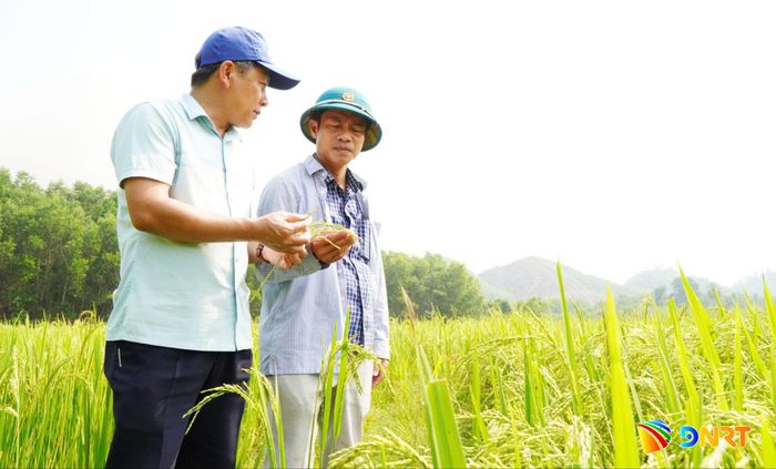 Cánh đồng lúa Rama tại xã Trà Liên. Ảnh: PHAN VINH