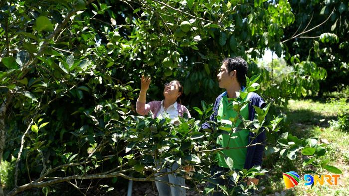 Nhiều địa phương tổ chức các nhóm, tổ liên kết sản xuất để tạo vùng nguyên liệu lớn. Ảnh: PHAN VINH