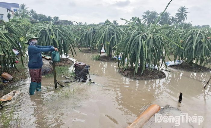 Người dân khẩn trương bơm chống úng.