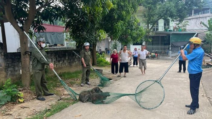 Tình trạng chó chưa được nuôi nhốt vẫn xảy ra tại thôn Củm Hạ 2, xã Cốc San.