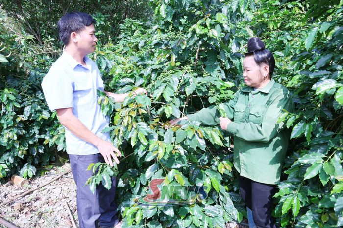 Đảng viên thôn Ban Mai, xã Chiềng Mai hướng dẫn nhân dân chăm sóc cây cà phê.