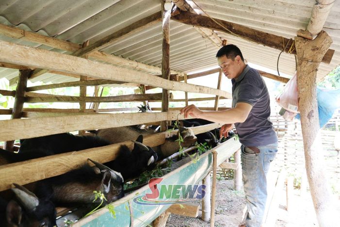 Mô hình nuôi dê nhốt chuồng của đảng viên Hà Văn Hung, bản Dăm Puốn, xã Chiềng Mai.