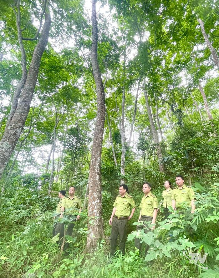 Mở rộng diện tích rừng FSC, rừng gỗ lớn góp phần nâng cao chất lượng nguyên liệu và hiệu quả kinh tế ngành chế biến gỗ.