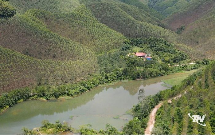 Diện tích rừng trồng theo tiêu chuẩn FSC ở xóm Vân Hán, xã Văn Hán. Ảnh: T.L