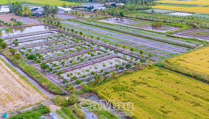 Bà con đào ao, kênh trữ nước ngọt để tưới tiêu, phục vụ sản xuất (ảnh chụp tại Phường Lý Văn Lâm).