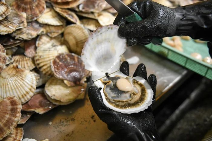  Một nhân viên đang bóc vỏ sò điệp. Ảnh: Bloomberg. 