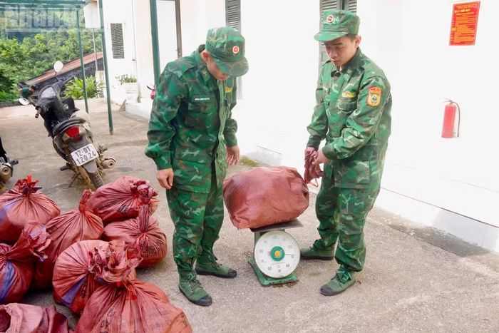 Lực lượng biên phòng tiến hành cân trọng lượng tang vật. (Ảnh: VI TOÀN)