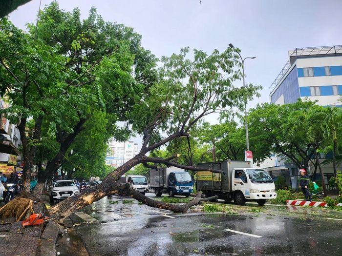 Hoàn lưu áp thấp nhiệt đới gây gió lớn, quật đổ cây xanh ở đường Nguyễn Hữu Thọ (TP Đà Nẵng) trưa 12-9. Ảnh: XUÂN QUỲNH