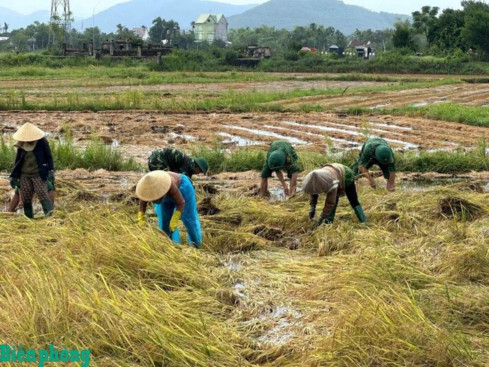 Cán bộ, chiến sĩ Đồn Biên phòng Phổ Quang xuống đồng thu hoạch cùng người dân địa phương. Ảnh: Văn Tánh