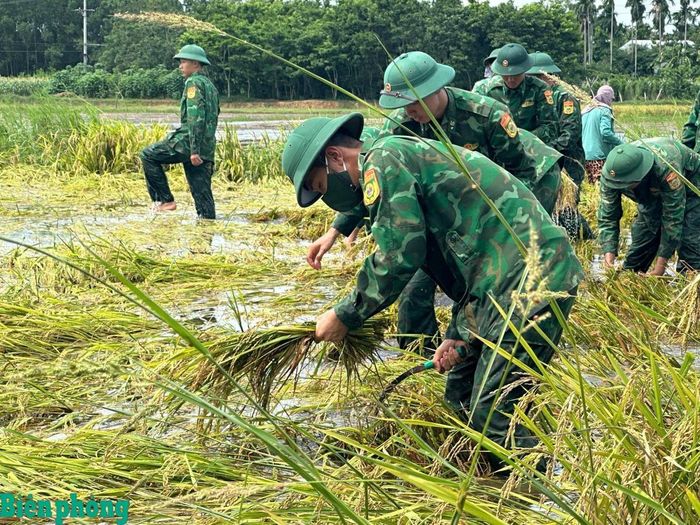 Phần lớn diện tích lúa đã bị ngã đổ, ngập nước. Ảnh: Văn Tánh