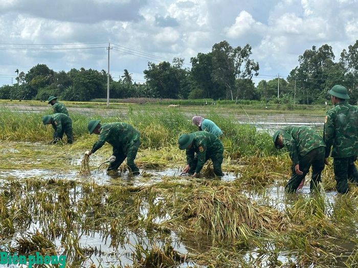 Cán bộ, chiến sĩ Đồn Biên phòng cửa khẩu cảng Sa Kỳ giúp bà con thu hoạch lúa. Ảnh: Văn Tánh