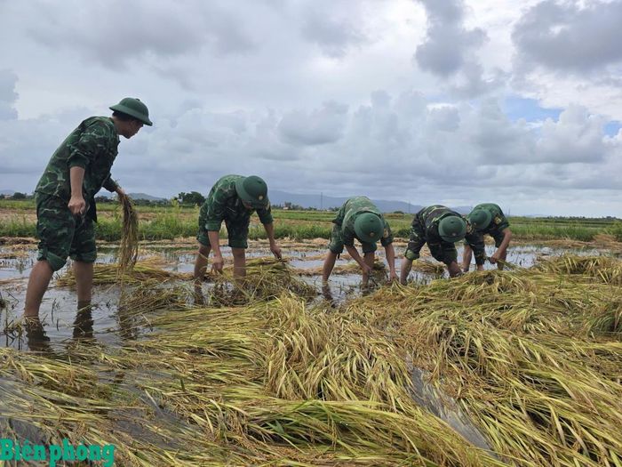 Đồn Biên phòng Phổ Quang huy động nhân lực nhanh chóng giúp nông dân địa phương thu hoạch diện tích lúa ngã đổ. Ảnh: Văn Tánh