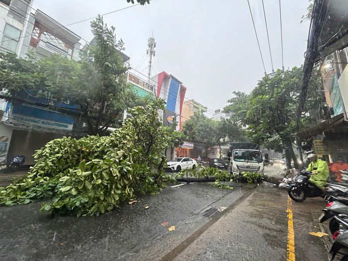Cây bàng bật gốc đổ chắn ngang đường Trưng Nữ Vương. Ảnh: Bảo Ngọc