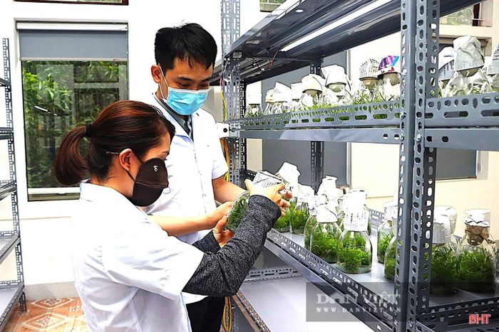  HTX Xuyên Sơn (xã Cẩm Hưng) là một trong những đơn vị tiên phong ứng dụng công nghệ cao vào sản xuất nông nghiệp. (Trong ảnh: Cán bộ kỹ thuật HTX Xuyên Sơn kiểm tra sự phát triển của các loại cây giống bằng công nghệ nuôi cấy mô). 