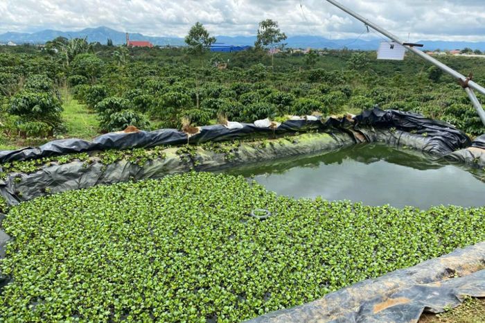 Ao chứa nước tưới vườn cà phê của gia đình, nơi thi thể ông H. được người thân phát hiện