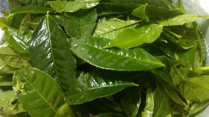 Lá chè xanh rất hợp kho cá. Ảnh minh họa.