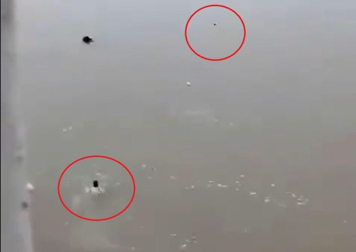 Thiếu tá Trần Văn Tùng nhảy xuống dòng nước xiết cứu người, sau đó cả 2 mất tích.
