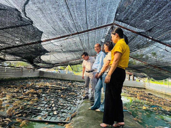 Cán bộ Phòng Kinh tế xã Ứng Hòa kiểm tra mô hình nuôi ếch của HTX nuôi trồng thủy sản Báo Phương. Ảnh: Kim Xuyến