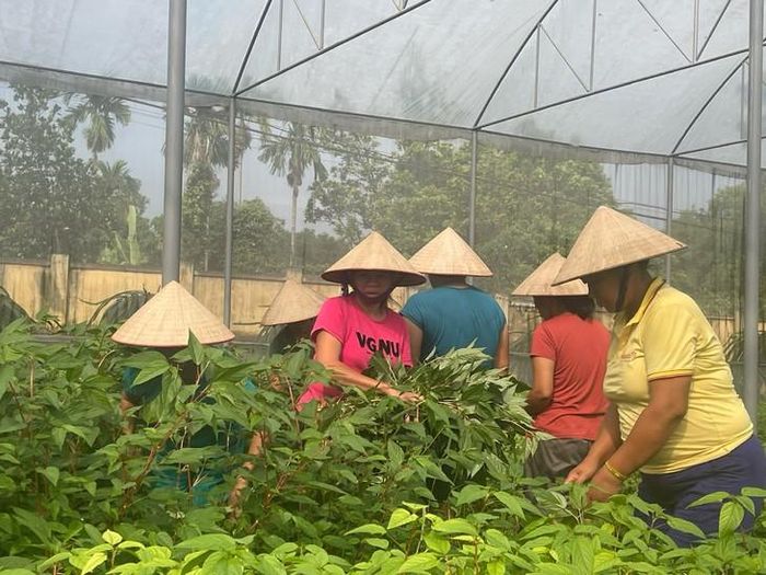 Người bệnh tham gia lao động trị liệu tại Trung tâm Điều dưỡng - Phục hồi chức năng tâm thần Việt Trì.